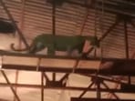 A leopard along with its cub was spotted moving on the sets of a Marathi TV serial at the film city.