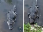 The image shows a turtle stealing food from an alligator. 