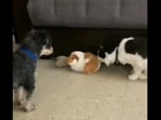The image shows a dog looking at a cat and a bunny. 