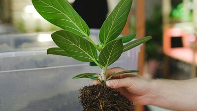 5_Tall_Plants_For_Balcony_Garden