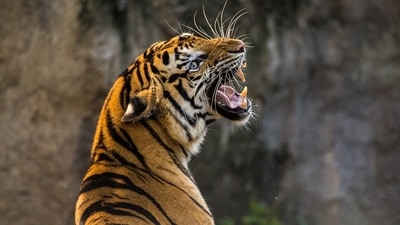Did you know that more than 70% of the world's tigers are found in India? As a symbol of its value as a cultural and natural resource, this majestic cat has been declared India's national animal. There is no better time than International Tiger Day to fulfil the dream of many wildlife enthusiasts to see this extraordinary species of cat in its natural habitat. However, with 53 tiger reserves in India, it can be difficult to figure out where to go. Here is a list of seven must-see tiger reserves where the chances of spotting tigers are high. (Pixabay) Did you know that more than 70% of the world's tigers are found in India? As a symbol of its value as a cultural and natural resource, this majestic cat has been declared India's national animal. There is no better time than International Tiger Day to fulfil the dream of many wildlife enthusiasts to see this extraordinary species of cat in its natural habitat. However, with 53 tiger reserves in India, it can be difficult to figure out where to go. Here is a list of seven must-see tiger reserves where the chances of spotting tigers are high. (Pixabay)