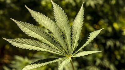 The University of Sydney conducted a systematic review of 30 published studies, which shed light on the connection between marijuana legalization and poisoning rates in the US. (AFP) The University of Sydney conducted a systematic review of 30 published studies, which shed light on the connection between marijuana legalization and poisoning rates in the US. (AFP)