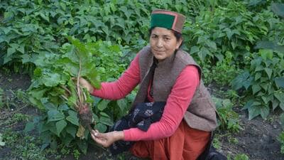 Ganga Sarni Bisht, 56, has emerged as a pioneer of natural farming in Kinnaur district of Himachal Pradesh. An M Phil in Hindi, she was a teacher in Delhi before she decided to return to her roots and has become a role model for women in natural farming. (HT Photo)