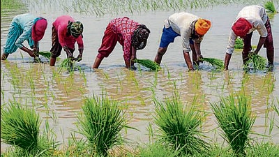 Owing to extremely heavy rainfall three weeks ago, that led to floods, freshly transplanted rabi crop suffered severe damage in the districts of Patiala, Sangrur, Mansa, Ludhiana, Fatehgarh Sahib and Ropar, so much so that it had to be resown. Even now some areas in these districts are flooded. (AFP File) Owing to extremely heavy rainfall three weeks ago, that led to floods, freshly transplanted rabi crop suffered severe damage in the districts of Patiala, Sangrur, Mansa, Ludhiana, Fatehgarh Sahib and Ropar, so much so that it had to be resown. Even now some areas in these districts are flooded. (AFP File)