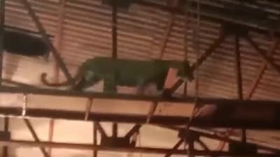A leopard along with its cub was spotted moving on the sets of a Marathi TV serial at the film city. (ANI) A leopard along with its cub was spotted moving on the sets of a Marathi TV serial at the film city. (ANI)