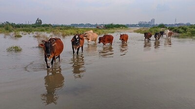 The administration was closely monitoring the situation, said officials. (Agency) The administration was closely monitoring the situation, said officials. (Agency)