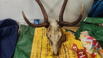The police immediately dispatched a team to the location and found the three men and recovered remains of the deer valued  ₹20 lakh in the open market. (HT Photo)