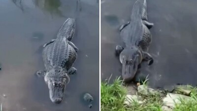 The image shows a turtle stealing food from an alligator. (Screengrab) The image shows a turtle stealing food from an alligator. (Screengrab)