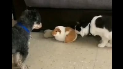 The image shows a dog looking at a cat and a bunny. (Screengrab) The image shows a dog looking at a cat and a bunny. (Screengrab)