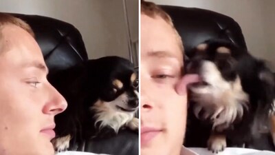 The image shows the dog giving sneaky kisses to its human. (Screengrab) The image shows the dog giving sneaky kisses to its human. (Screengrab)