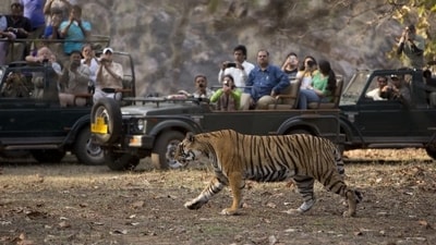 Ranthambore, Rajasthan: It is one of the biggest tiger sanctuaries in India and was formerly the hunting ground of the imperial Jaipur Maharajas. The reserve has a sizable tiger population and covers an area of 1.134 sq. km. It is famous for being the home of Bengal tigers. You must go on a safari while you are here. You could see other animals besides tigers, such as sloth bears, hyenas, Indian foxes, and jackals. (Shutterstock) Ranthambore, Rajasthan: It is one of the biggest tiger sanctuaries in India and was formerly the hunting ground of the imperial Jaipur Maharajas. The reserve has a sizable tiger population and covers an area of 1.134 sq. km. It is famous for being the home of Bengal tigers. You must go on a safari while you are here. You could see other animals besides tigers, such as sloth bears, hyenas, Indian foxes, and jackals. (Shutterstock)