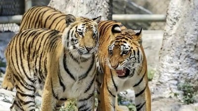 The Kaziranga Tiger Reserve, which was designated a Tiger Reserve in 2006, has the highest density of tigers of any protected location in India and the whole globe. The fourth tiger reserve in the state of Assam, Kaziranga National Park is an Indian World Heritage Site. The largest protected tiger population in Assam is found in the Terai-Savana region of Kaziranga Park, which is also home to significant numbers of elephants, wild water buffalo, and Indian rhinoceroses. (File photo) The Kaziranga Tiger Reserve, which was designated a Tiger Reserve in 2006, has the highest density of tigers of any protected location in India and the whole globe. The fourth tiger reserve in the state of Assam, Kaziranga National Park is an Indian World Heritage Site. The largest protected tiger population in Assam is found in the Terai-Savana region of Kaziranga Park, which is also home to significant numbers of elephants, wild water buffalo, and Indian rhinoceroses. (File photo)