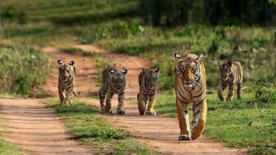 Bandhavgarh Tiger Reserve, Madhya Pradesh: The Bandhavgarh Tiger Reserve, one of India's top tiger sanctuaries, is frequented by hundreds of people each day. Why? due to the Royal Bengal Tigers' maximum density there. The historic Bandhavgarh Fort is located within the national park, which spans an area of 820 square kilometres. A visit to the Bandhavgarh Tiger Reserve draws wildlife enthusiasts from all over the world due to its diverse biodiversity, stunning natural surroundings, and illustrious past. (HT Gallery ) Bandhavgarh Tiger Reserve, Madhya Pradesh: The Bandhavgarh Tiger Reserve, one of India's top tiger sanctuaries, is frequented by hundreds of people each day. Why? due to the Royal Bengal Tigers' maximum density there. The historic Bandhavgarh Fort is located within the national park, which spans an area of 820 square kilometres. A visit to the Bandhavgarh Tiger Reserve draws wildlife enthusiasts from all over the world due to its diverse biodiversity, stunning natural surroundings, and illustrious past. (HT Gallery )