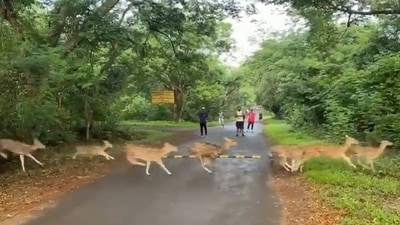 Deer prancing at a park in Mumbai as joggers wait patiently for them to pass. (Twitter/@susantananda3)