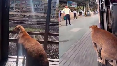 Dog travelling on a Mumbai local. (Twitter/@Tara_Deshpande) Dog travelling on a Mumbai local. (Twitter/@Tara_Deshpande)