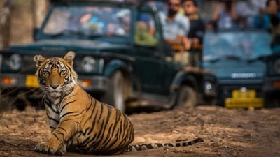 Jim Corbett Tiger Reserve, Uttarakhand: The Jim Corbett Tiger Reserve, located at the base of the Himalayas, is perhaps the greatest tiger reserve in India. The national park, which has a vast 500 sq. km. of land, was created in 1936. Only a handful of tiger reserves have the same abundance of vegetation as Jim Corbett in Uttarakhand. Another alluring option to tour the area is an elephant safari. In addition to Bengal tigers, the tiger reserve is home to over 585 different bird species and 7 different amphibian species. (HT Gallery ) Jim Corbett Tiger Reserve, Uttarakhand: The Jim Corbett Tiger Reserve, located at the base of the Himalayas, is perhaps the greatest tiger reserve in India. The national park, which has a vast 500 sq. km. of land, was created in 1936. Only a handful of tiger reserves have the same abundance of vegetation as Jim Corbett in Uttarakhand. Another alluring option to tour the area is an elephant safari. In addition to Bengal tigers, the tiger reserve is home to over 585 different bird species and 7 different amphibian species. (HT Gallery )