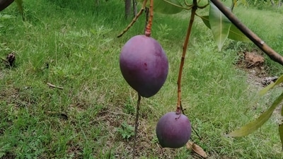 The Miyazaki mangoes is a rare variety sold for whopping up to ₹3 lakh in the international market. (HT File Photo) The Miyazaki mangoes is a rare variety sold for whopping up to ₹3 lakh in the international market. (HT File Photo)