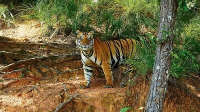 Kanha National Park, Madhya Pradesh: Kanha National Park, also known as Kanha Tiger Reserve, is one of Asia's best-kept national parks and home to India's famed Bengal tigers. Along with Indian elephants, sloth bears, and numerous birds, the deer and antelopes they hunt roam the lovely forests and meadows. One of the greatest sites to discover tigers in India, this park is home to 500 of the 6,000 tigers that are believed to exist in the globe, and its 30,000 km area encompasses some of India's finest tiger habitat. (Sudhir Mishra/HT PHOTO) Kanha National Park, Madhya Pradesh: Kanha National Park, also known as Kanha Tiger Reserve, is one of Asia's best-kept national parks and home to India's famed Bengal tigers. Along with Indian elephants, sloth bears, and numerous birds, the deer and antelopes they hunt roam the lovely forests and meadows. One of the greatest sites to discover tigers in India, this park is home to 500 of the 6,000 tigers that are believed to exist in the globe, and its 30,000 km area encompasses some of India's finest tiger habitat. (Sudhir Mishra/HT PHOTO)