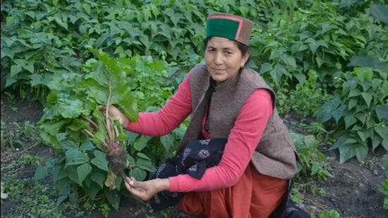 Ganga Sarni Bisht, 56, has emerged as a pioneer of natural farming in Kinnaur district of Himachal Pradesh. An M Phil in Hindi, she was a teacher in Delhi before she decided to return to her roots and has become a role model for women in natural farming. (HT Photo)