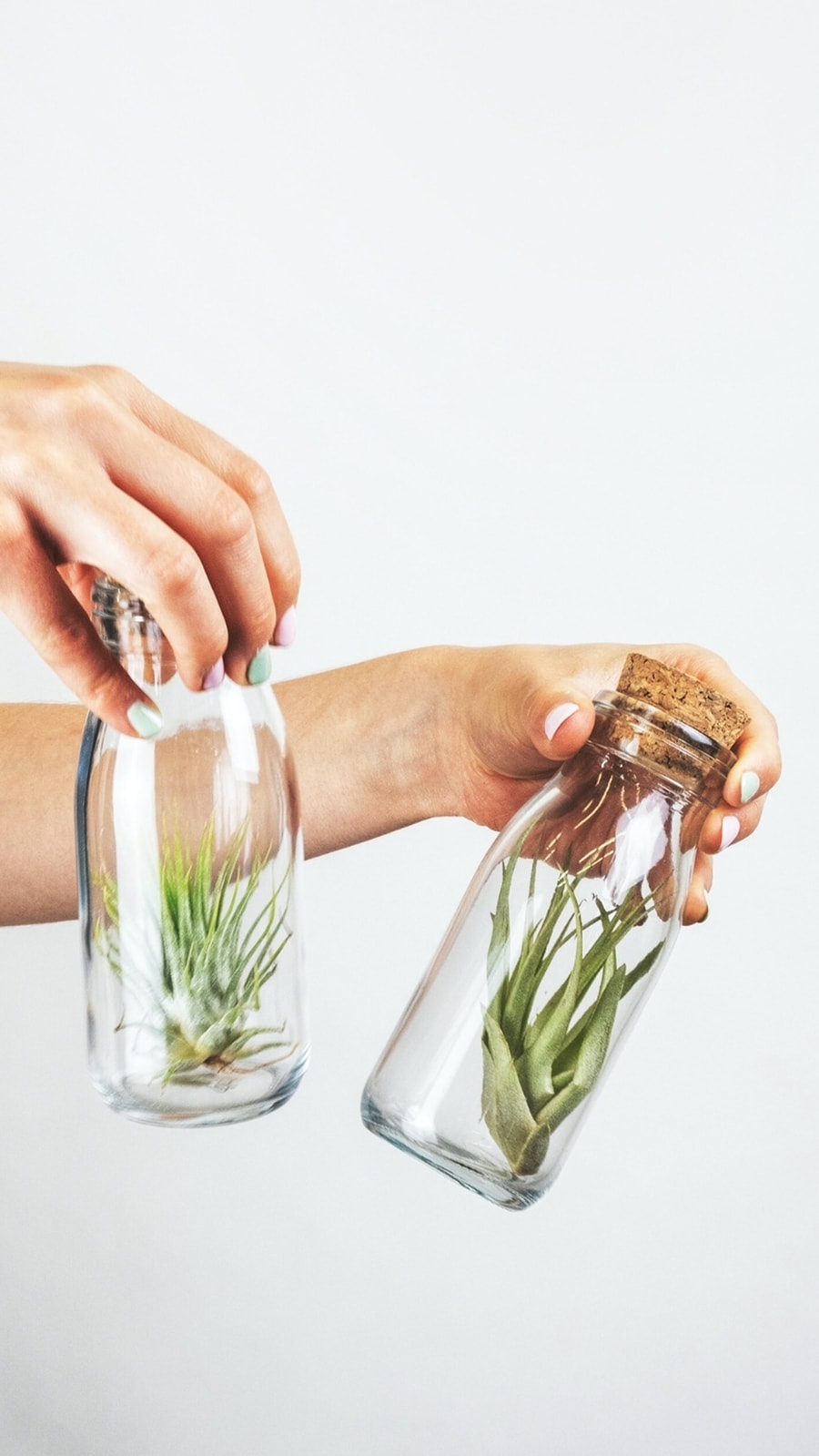 air_plants