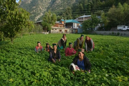 Women farmers in their field at Kilba village in Kinnaur district. (HT Photo)