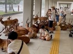 Deer take shelter alongside humans amid heavy rain.