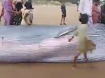 Blue whale washed up on the shores of Andhra Pradesh Blue whale washed up on the shores of Andhra Pradesh