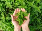 "Wondering why peppermint is a game-changer? Brace yourself for some incredible perks. Firstly, it's a digestion champion, beating bloating and cramps like a pro. Secondly, it's a brain booster, enhancing focus and alertness. Also, let's not forget its magical power to soothe headaches and migraines. Plus, it freshens your breath like a breeze. Get ready to combat stress with its calming aroma," writes Nutritionist Karishma Shah in her recent Instagram post. She also explains others benefits of peppermint.