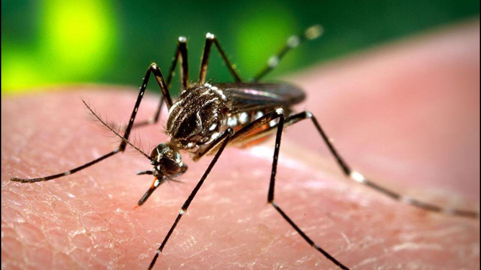 West Bengal gears up to combat dengue menace; over 3,000 cases reported this year