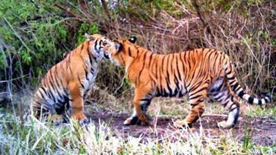 According to Karnataka Forest Department, the number of tigers in the state has increased to 435 in 2022. (HT Archive) According to Karnataka Forest Department, the number of tigers in the state has increased to 435 in 2022. (HT Archive)