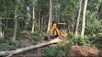NGT directs Punjab to make policy regarding illegal axing of trees. (HT FILE) NGT directs Punjab to make policy regarding illegal axing of trees. (HT FILE)