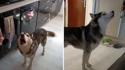 The image shows the dog arguing with its human. (Reddit/@HeyImDadMe) The image shows the dog arguing with its human. (Reddit/@HeyImDadMe)