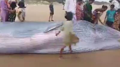 Blue whale washed up on the shores of Andhra Pradesh (Twitter) Blue whale washed up on the shores of Andhra Pradesh (Twitter)