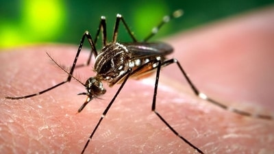 Vector-borne diseases such as Dengue, Malaria spread through mosquitos. Vector-borne diseases such as Dengue, Malaria spread through mosquitos.