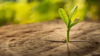 Nature in Focus Festival 2023 is being held this weekend in Bengaluru’s Jayamahal Palace, from July 28 to 30. (Unsplash) Nature in Focus Festival 2023 is being held this weekend in Bengaluru’s Jayamahal Palace, from July 28 to 30. (Unsplash)