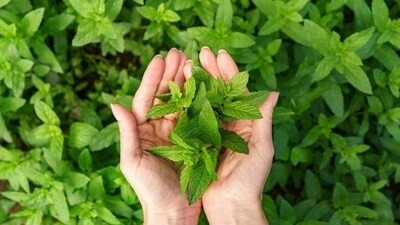 "Wondering why peppermint is a game-changer? Brace yourself for some incredible perks. Firstly, it's a digestion champion, beating bloating and cramps like a pro. Secondly, it's a brain booster, enhancing focus and alertness. Also, let's not forget its magical power to soothe headaches and migraines. Plus, it freshens your breath like a breeze. Get ready to combat stress with its calming aroma," writes Nutritionist Karishma Shah in her recent Instagram post. She also explains others benefits of peppermint. (Freepik) "Wondering why peppermint is a game-changer? Brace yourself for some incredible perks. Firstly, it's a digestion champion, beating bloating and cramps like a pro. Secondly, it's a brain booster, enhancing focus and alertness. Also, let's not forget its magical power to soothe headaches and migraines. Plus, it freshens your breath like a breeze. Get ready to combat stress with its calming aroma," writes Nutritionist Karishma Shah in her recent Instagram post. She also explains others benefits of peppermint. (Freepik)