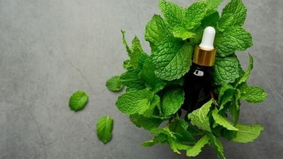 Relief from allergies and sinus congestion: Peppermint has menthol which can help open airways and clear mucus. It can also help prevent bacterial infections. (Freepik) Relief from allergies and sinus congestion: Peppermint has menthol which can help open airways and clear mucus. It can also help prevent bacterial infections. (Freepik)