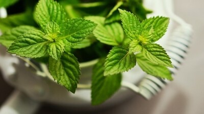 Soothes skin irritation: Peppermint oil is excellent for your skin health and can treat itchy and burning skin. It also helps to heal wounds and is a natural remedy for bug bites. (Pixabay) Soothes skin irritation: Peppermint oil is excellent for your skin health and can treat itchy and burning skin. It also helps to heal wounds and is a natural remedy for bug bites. (Pixabay)
