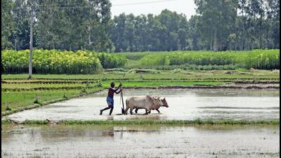 Farmers have sown 23.75 million hectares under paddy, the main summer staple. (Mansur Mandal) Farmers have sown 23.75 million hectares under paddy, the main summer staple. (Mansur Mandal)