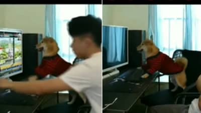 The image shows a dog with its human. (Screengrab)