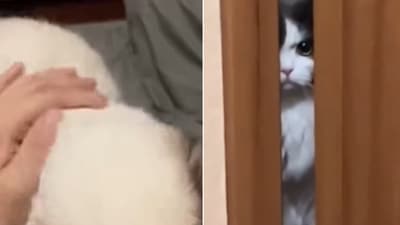 The image shows a jealous cat. (Screengrab) The image shows a jealous cat. (Screengrab)