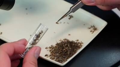 A lab worker examines trapped mosquitoes for signs of West Nile Virus and other diseases at the Orange County Mosquito and Vector Control District laboratory in Garden Grove, Calif.. (AP) A lab worker examines trapped mosquitoes for signs of West Nile Virus and other diseases at the Orange County Mosquito and Vector Control District laboratory in Garden Grove, Calif.. (AP)