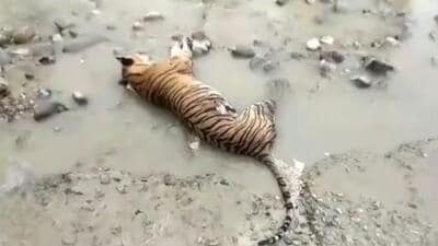 Tigress was found dead in the Dhela zone of Corbett Tiger Reserve (CTR) on Saturday morning (HT Photo/sourced)