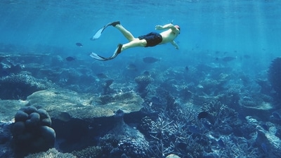 World Snorkeling Day inspires people to get outside, appreciate marine life. (Unsplash/@Ibrahim Razzan) World Snorkeling Day inspires people to get outside, appreciate marine life. (Unsplash/@Ibrahim Razzan)
