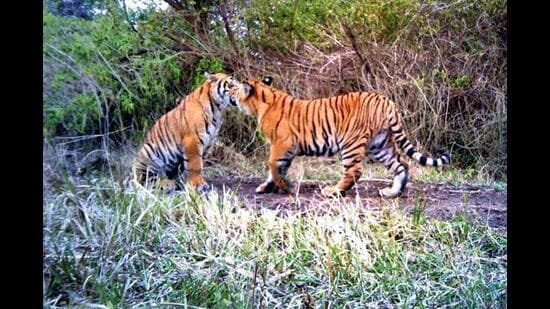 India has a network of 53 Tiger Reserves spread across 18 States covering an area of 75,796.83 sq km. (REPRESENTATIVE PIC)