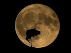 Following a weekend of meteor showers, Tuesday, August 1st, will bring the first of these dazzling lunar displays, known as the sturgeon moon. Following a weekend of meteor showers, Tuesday, August 1st, will bring the first of these dazzling lunar displays, known as the sturgeon moon.