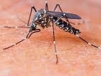 Dengue is caused by the dengue virus (DENV), transmitted to humans through the bite of infected mosquitoes, Dengue is caused by the dengue virus (DENV), transmitted to humans through the bite of infected mosquitoes,