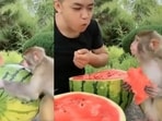 Man and a monkey enjoying a juicy watermelon. Man and a monkey enjoying a juicy watermelon.