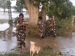 The police rescue the puppies stranded in flood. The police rescue the puppies stranded in flood.