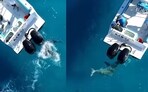 Florida fisherman captures jaw-dropping footage of bull shark attacking friend's boat during Shark Week.